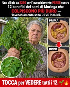 I semi di moringa stimolano una maggiore attività del fegato, contribuiscono a mantenere più stabili i livelli di zucchero nel sangue e donano una pelle più calma.