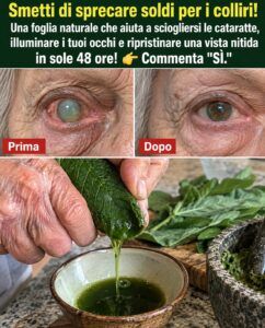 I semi di moringa attivano un reset dell’occhio nascosto che la maggior parte delle persone non nota.