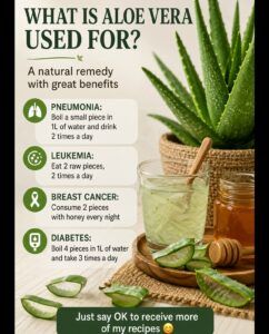 🌿 Aloe Vera: Traditional Uses, Gentle Benefits, and How to Use It Safely