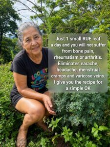Just one rue leaf a day to improve your health naturally