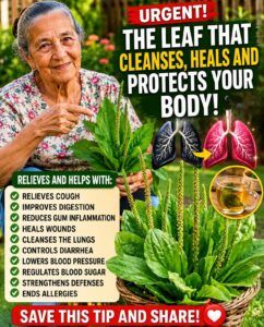 🍃 Benefits of Plantain (Plantago major) for Health