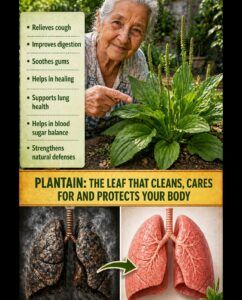 🍃 Benefits of Plantain (Plantago major) for Health