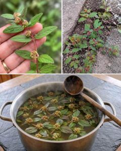 7 Surprising Benefits of Euphorbia Hirta