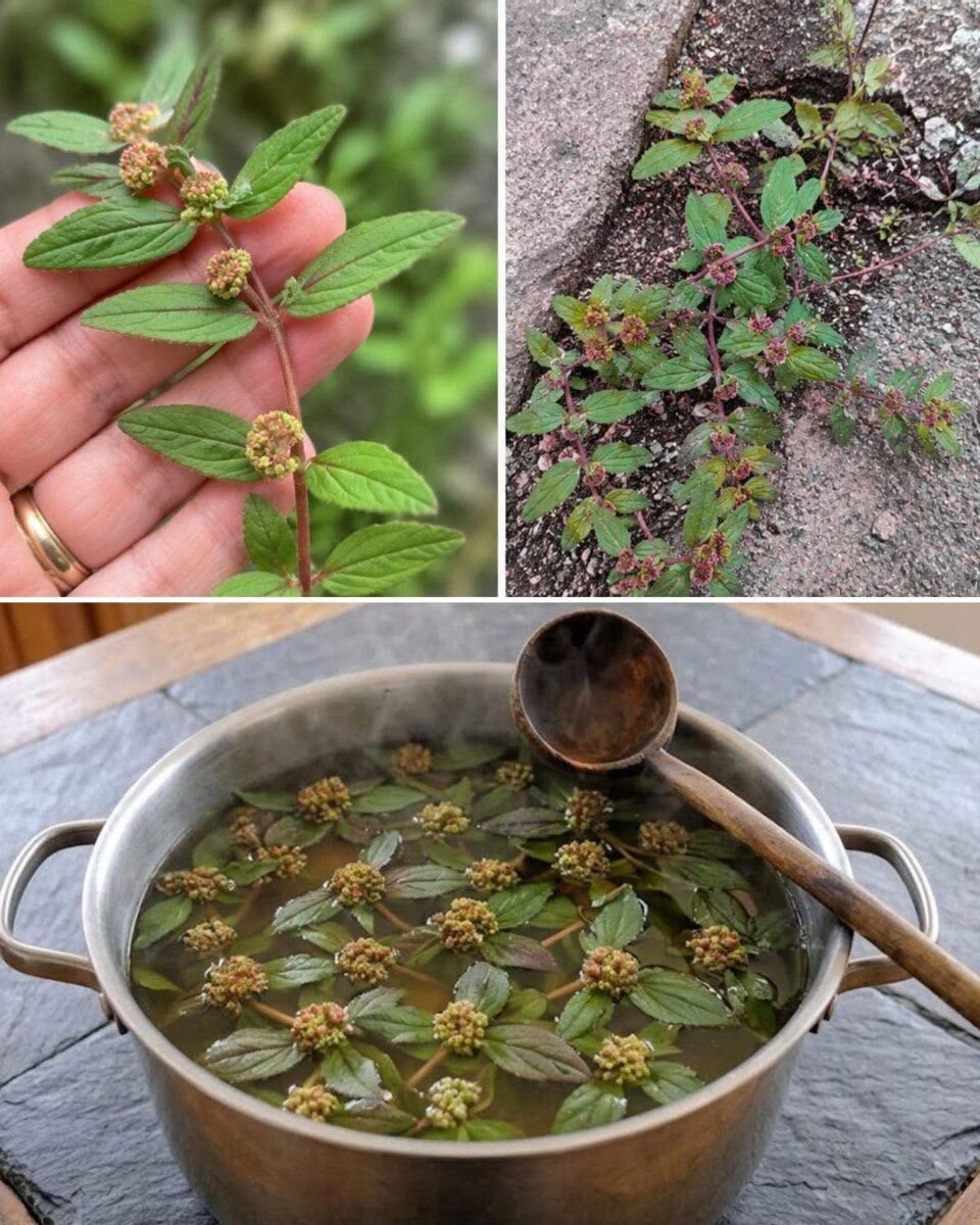 7 Surprising Benefits of Euphorbia Hirta
