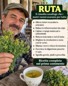 Ruta: usi tradizionali, proprietà e precauzioni da conoscere