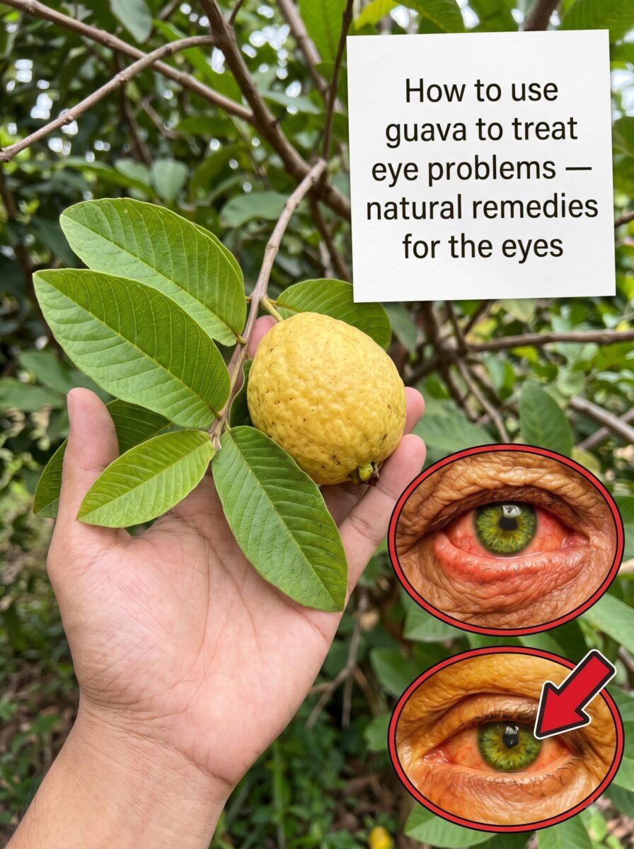 Combining elements for guava rem… 2K 20261016101815