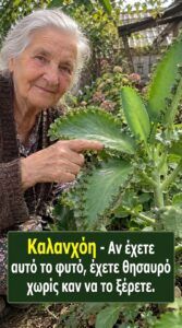 Καλανχόη: Περισσότερο από ένα συνηθισμένο παχύφυτο – Ένας πραγματικός φυσικός θησαυρός στο σπίτι σας