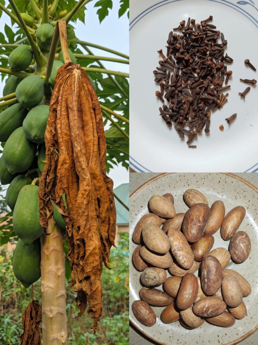 Edit image with plant parts 2K 20261005110241