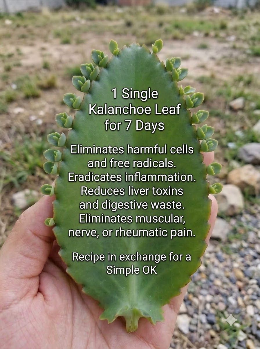 Leaf on vacant plot 20261014144004