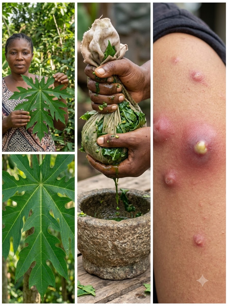 Papaya leaf remedy image layout 20261023152135