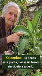 Kalanchoe: Mucho más que una suculenta común: un verdadero tesoro natural en tu hogar