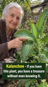 Kalanchoe: More Than Just an Ordinary Succulent – A True Natural Treasure in Your Home