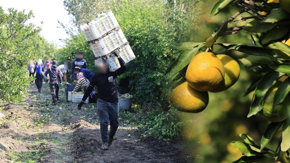 Adana'da mandalina bahçesinde hasat