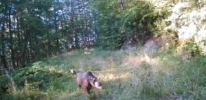 Akyazı’da fotokapanlar anne ayı ile yavrularını, geyiği ve vaşağı görüntüledi