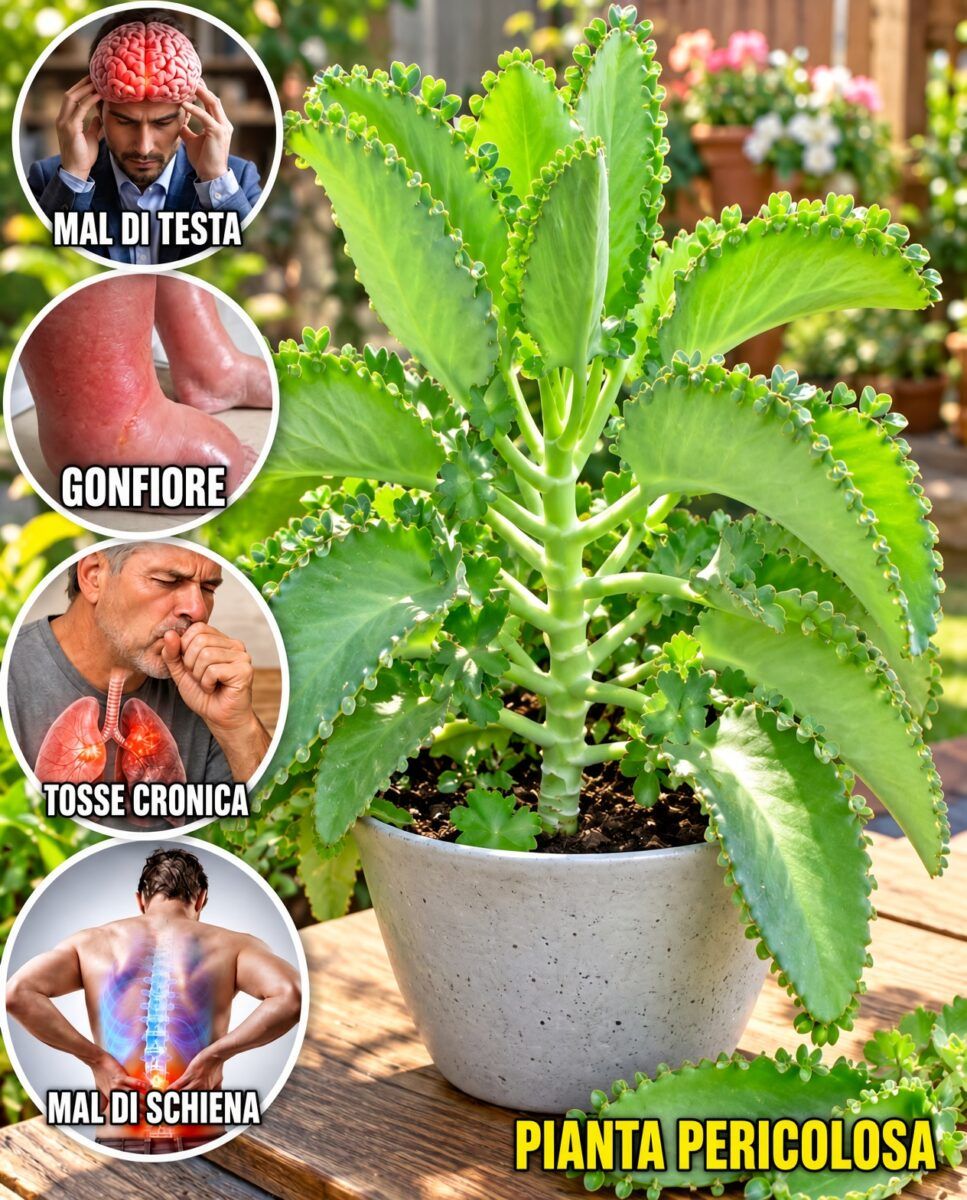 Kalanchoe: la pianta che è un tesoro per la salute naturale