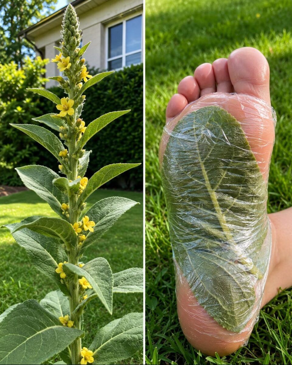 Verbasco (mullein) - foglie, fiori e radici