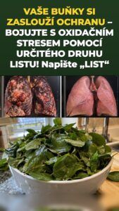 List moringy spouští citelný nápor buněčné obrany