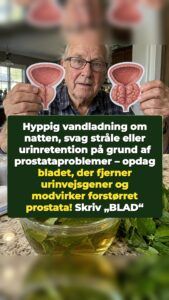 Et overset blad får en forstørret prostata til at trække sig tilbage