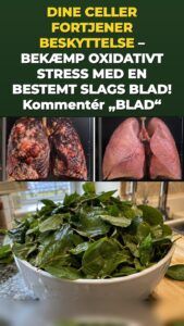 Moringablad udløser et mærkbart boost i cellernes forsvar