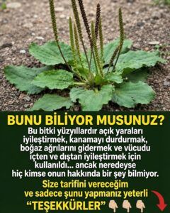 🌿🍃 Το θαύμα του Plantago major (πεντάνευρο): Επιστημονικά δεδομένα, οφέλη και ασφαλής χρήση