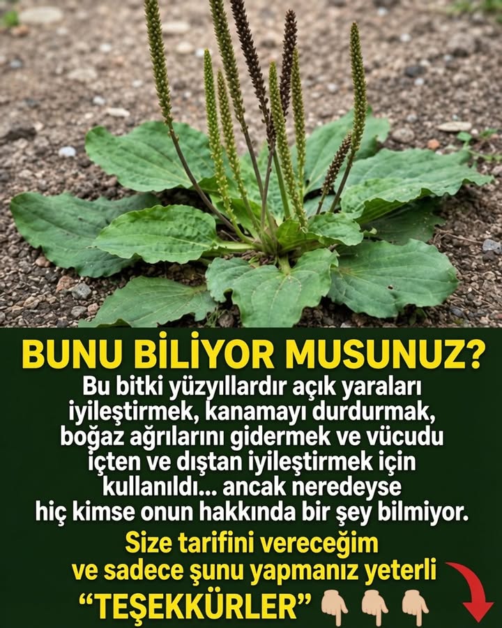 🌿🍃 Το θαύμα του Plantago major (πεντάνευρο): Επιστημονικά δεδομένα, οφέλη και ασ