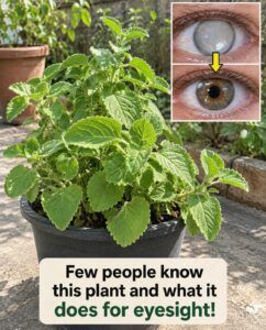 Cuban Oregano: Home Remedies and Benefits for Eyesight