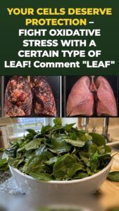 Moringa Leaf Triggers a Cellular Defense Surge You Can Feel