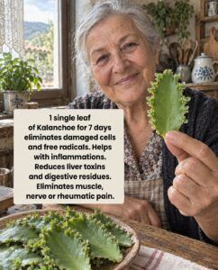 Kalanchoe: Benefits, Uses and How to Use It for Liver Detox