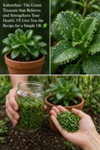 Kalanchoe: How to Use This Natural Plant, Real Benefits and Risks to Know