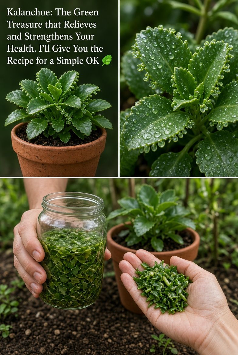 Kalanchoe: The Green Treasure that Relieves and Strengthens Your Health