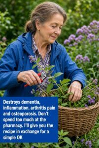 Sage Leaves: Real Properties, Benefits, and How to Use Them Correctly — Including for Memory