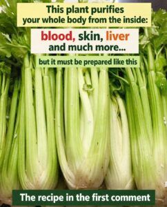 This Plant Purifies Your Whole Body From the Inside: Blood, Skin, Liver — Celery Detox Juice
