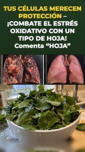 La hoja de moringa desata una oleada de defensa celular que se nota