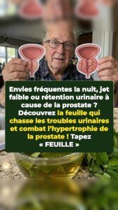 Une feuille méconnue fait reculer une prostate hypertrophiée
