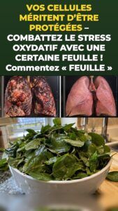 La feuille de moringa déclenche un regain de défense cellulaire que vous pouvez sentir