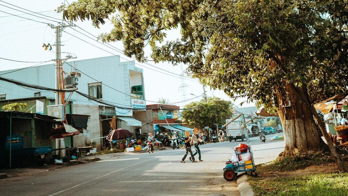 Hanoi'de bir sokakta büyük bir ağaç