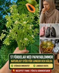 17 fördelar med papayablommor