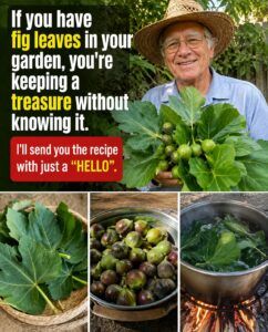 Fig Leaves: If You Have Them in Your Garden, You’re Keeping a Treasure