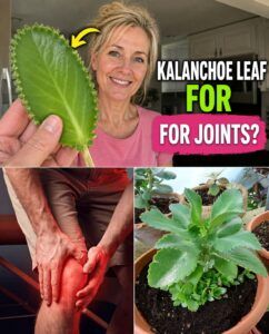 Kalanchoe Leaf for Joints? The Succulent in the Spotlight