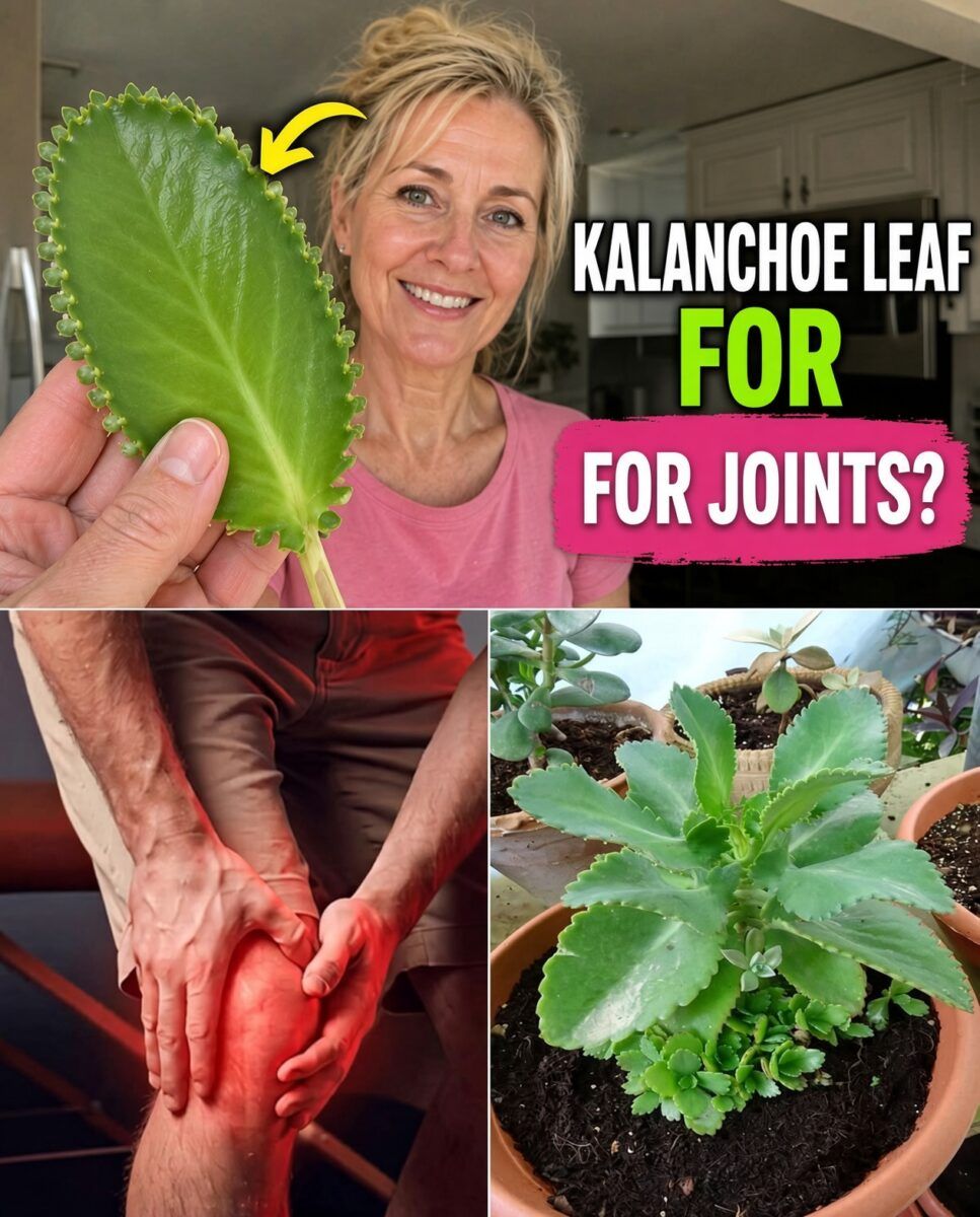 Kalanchoe leaf for joints