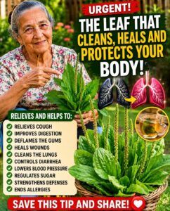 Benefits of Plantain (Plantago major) for Health