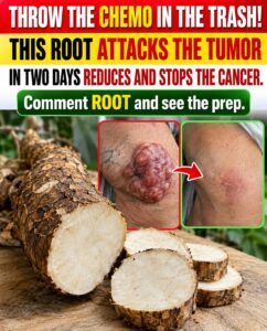 The Root Said to Attack Tumors and Stop Cancer in Two Days