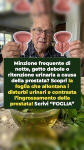 Una foglia trascurata costringe la prostata ingrossata a fare marcia indietro