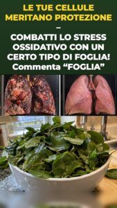 La foglia di moringa scatena un’ondata di difesa cellulare che si sente