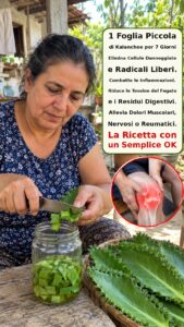 Kalanchoe: la pianta medicinale che riduce l’infiammazione e rafforza l’organismo