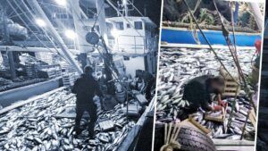 Karadeniz’de palamut bereketi: 3 saatte 1.500 kasa, tanesi 40 liraya düştü