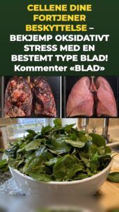 Moringablad utløser et merkbart løft i cellenes forsvar
