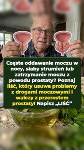 Niedoceniany liść zmusza powiększoną prostatę do odwrotu