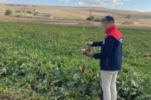 Şeker pancarı alım fiyatı belli oldu: Ton başına 3 bin 720 lira
