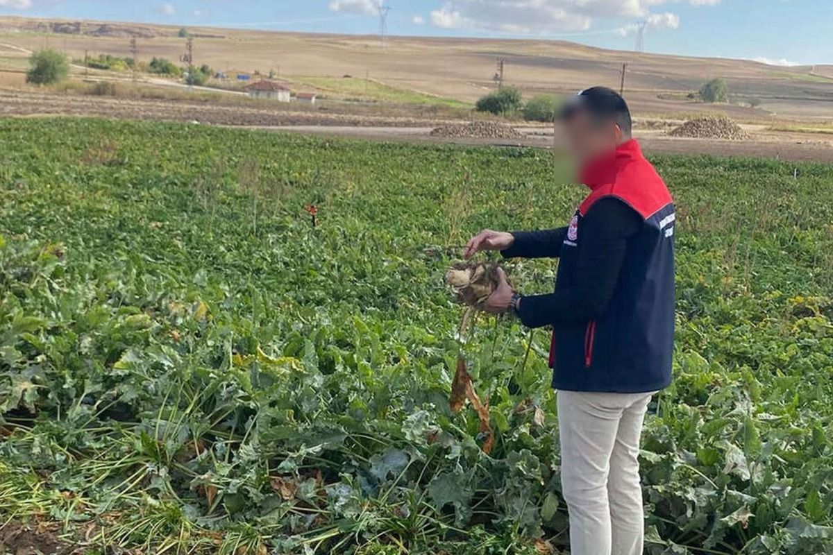 Şeker pancarı alım fiyatı açıklaması haber görseli